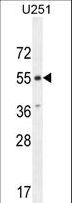 ACKR3 / CXCR7 Antibody - CMKOR1 Antibody western blot of U251 cell line lysates (35 ug/lane). The CMKOR1 antibody detected the CMKOR1 protein (arrow).
