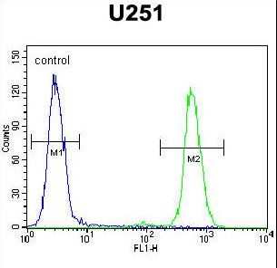 ACKR3 / CXCR7 Antibody - CMKOR1 Antibody flow cytometry of U251 cells (right histogram) compared to a negative control cell (left histogram). FITC-conjugated goat-anti-rabbit secondary antibodies were used for the analysis.