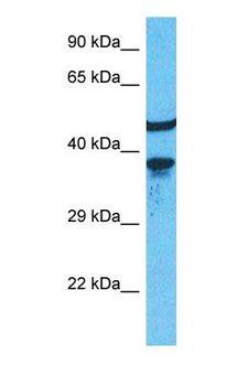 ACKR3 / CXCR7 Antibody - Western blot of ACKR3 Antibody with human 786-0 Whole Cell lysate.  This image was taken for the unconjugated form of this product. Other forms have not been tested.