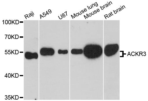 ACKR3 / CXCR7 Antibody - Western blot analysis of extracts of various cell lines, using ACKR3 antibody at 1:3000 dilution. The secondary antibody used was an HRP Goat Anti-Rabbit IgG (H+L) at 1:10000 dilution. Lysates were loaded 25ug per lane and 3% nonfat dry milk in TBST was used for blocking. An ECL Kit was used for detection and the exposure time was 90s.