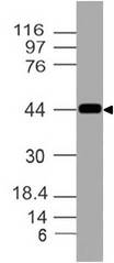 ACKR3 / CXCR7 Antibody - Fig-1: Western blot analysis RDC1. Anti-RDC1 antibody was used at 0.5 µg/ml on HL-60 lysate.