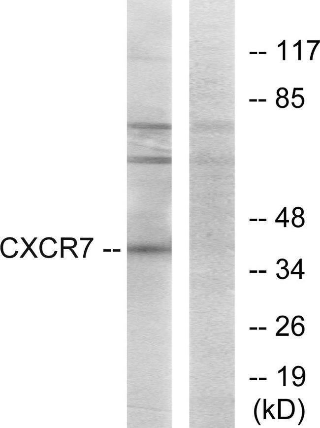 ACKR3 / CXCR7 Antibody - Western blot analysis of extracts from COS-7 cells, using CXCR7 antibody.