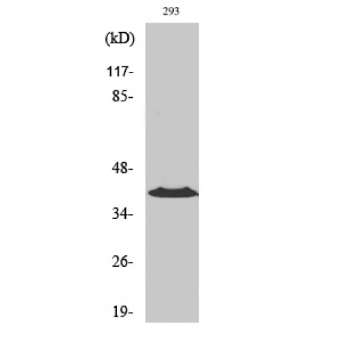 ACKR4 / CCRL1 / CCR11 Antibody - Western blot of CCRL1 antibody