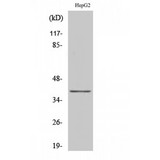 ACKR4 / CCRL1 / CCR11 Antibody - Western blot of CCRL1 antibody