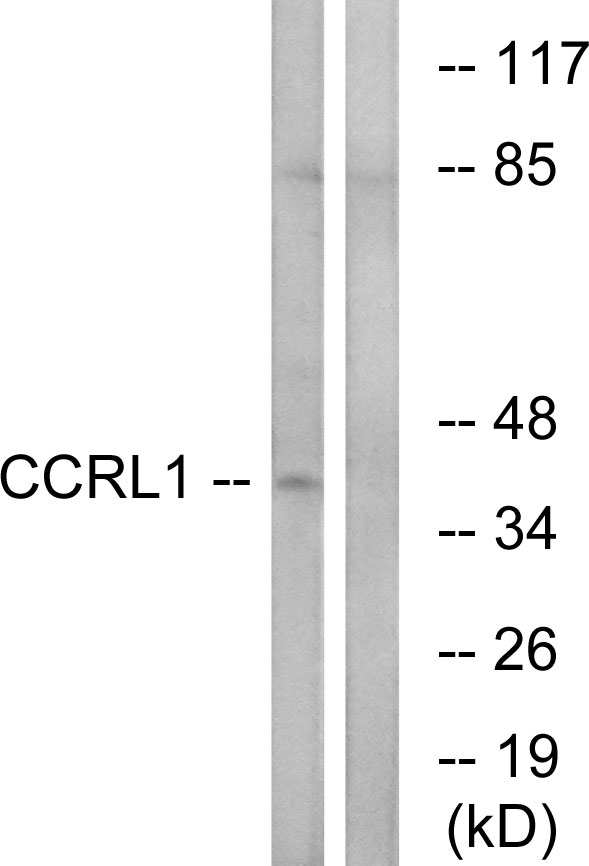 ACKR4 / CCRL1 / CCR11 Antibody - Western blot analysis of lysates from HepG2 cells, using CCRL1 Antibody. The lane on the right is blocked with the synthesized peptide.