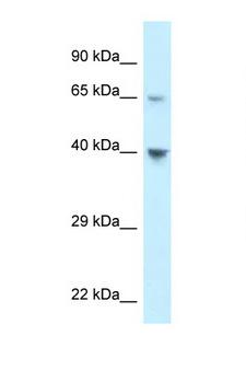 ACKR4 / CCRL1 / CCR11 Antibody - CCRL1 antibody Western blot of 293T Cell lysate. Antibody concentration 1 ug/ml.  This image was taken for the unconjugated form of this product. Other forms have not been tested.