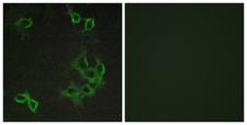 ACKR4 / CCRL1 / CCR11 Antibody - Peptide - + Immunofluorescence analysis of COS-7 cells, using CCRL1 antibody.