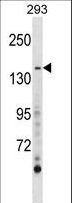 ACLP / AEBP1 Antibody - AEBP1 Antibody western blot of 293 cell line lysates (35 ug/lane). The AEBP1 antibody detected the AEBP1 protein (arrow).