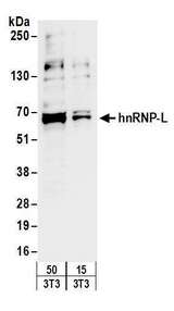 ACLY / ATP Citrate Lyase Antibody - Detection of mouse hnRNP-L by western blot. Samples: Whole cell lysate from mouse NIH 3T3 (15 and 50 µg) cells. Antibodies: Affinity purified rabbit anti-hnRNP-L antibody used for WB at 0.4 µg/ml. Detection: Chemiluminescence with an exposure time of 10 seconds.