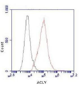 ACLY / ATP Citrate Lyase Antibody - Flow Cytometry analysis of HeLa cells stained with ATP-Citrate Lyase (red, 1/100 dilution), followed by FITC-conjugated goat anti-mouse IgG. Black line histogram represents the isotype control, normal mouse IgG.