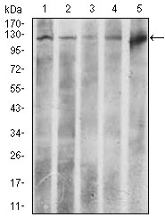 ACLY / ATP Citrate Lyase Antibody - Western blot using ACLY mouse monoclonal antibody against HeLa (1), NIH3T3 (2), C6 (3), COS7 (4), and Raji (5) cell lysate.