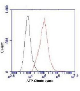 ACLY / ATP Citrate Lyase Antibody - Flow Cytometry analysis of HeLa cells stained with ATP-Citrate Lyase (red, 1:100 dilution), followed by FITC-conjugated goat anti-mouse IgG. Black line histogram represents the isotype control, normal mouse IgG