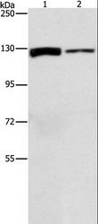 ACLY / ATP Citrate Lyase Antibody - Western blot analysis of A172 and PC3 cell, using ACLY Polyclonal Antibody at dilution of 1:1050.