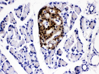 ACLY / ATP Citrate Lyase Antibody - IHC testing of FFPE rat pancreas with ATP Citrate Lyase antibody at 1ug/ml. HIER: steam sections in pH6 citrate buffer for 20 min.