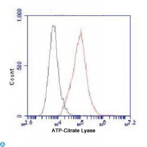 ACLY / ATP Citrate Lyase Antibody - Flow Cytometry analysis of HeLa cells stained with ATP-Citrate Lyase (red, 1:100 dilution), followed by FITC-conjugated goat anti-mouse IgG. Black line histogram represents the isotype control, normal mouse IgG.