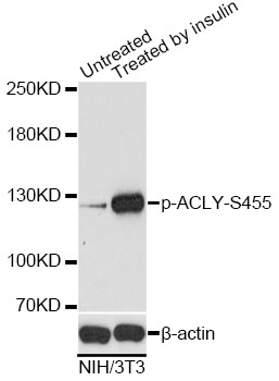 ACLY / ATP Citrate Lyase Antibody - Western blot analysis of extracts of NIH/3T3 cells, using Phospho-ACLY-S455 antibody at 1:2000 dilution. NIH/3T3 cells were treated by Insulin (100nM) for 10 minutes after serum-starvation overnight. The secondary antibody used was an HRP Goat Anti-Rabbit IgG (H+L) at 1:10000 dilution. Lysates were loaded 25ug per lane and 3% nonfat dry milk in TBST was used for blocking. Blocking buffer: 3% BSA.An ECL Kit was used for detection and the exposure time was 60s.