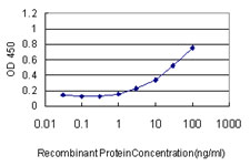 ACO1 / Aconitase Antibody - Detection limit for recombinant GST tagged ACO1 is approximately 0.3 ng/ml as a capture antibody.