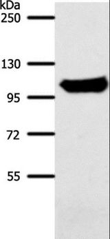 ACO1 / Aconitase Antibody - Western blot analysis of Mouse liver tissue, using ACO1 Polyclonal Antibody at dilution of 1:700.