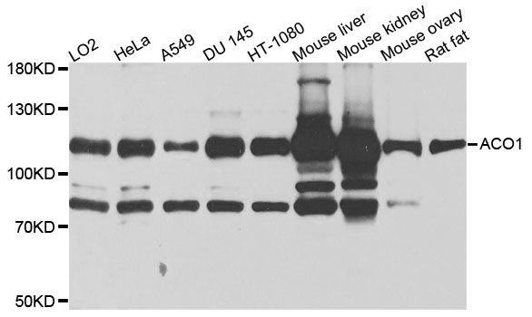 ACO1 / Aconitase Antibody - Western blot analysis of extracts of various cells.