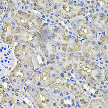 ACO1 / Aconitase Antibody - Immunohistochemistry of paraffin-embedded rat kidney tissue.
