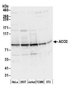 ACO2 / Aconitase 2 Antibody - Detection of human and mouse ACO2 by western blot. Samples: Whole cell lysate (50 µg) from HeLa, HEK293T, Jurkat, mouse TCMK-1, and mouse NIH 3T3 cells prepared using NETN lysis buffer. Antibody: Affinity purified rabbit anti-ACO2 antibody used for WB at 0.1 µg/ml. Detection: Chemiluminescence with an exposure time of 3 seconds.