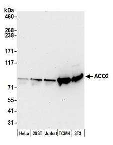 ACO2 / Aconitase 2 Antibody - Detection of human and mouse ACO2 by western blot. Samples: Whole cell lysate (50 µg) from HeLa, HEK293T, Jurkat, mouse TCMK-1, and mouse NIH 3T3 cells prepared using NETN lysis buffer. Antibody: Affinity purified rabbit anti-ACO2 antibody used for WB at 0.1 µg/ml. Detection: Chemiluminescence with an exposure time of 30 seconds.