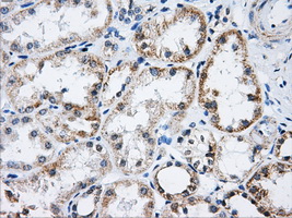 ACO2 / Aconitase 2 Antibody - IHC of paraffin-embedded Kidney tissue using anti-ACO2 mouse monoclonal antibody. (Dilution 1:50).