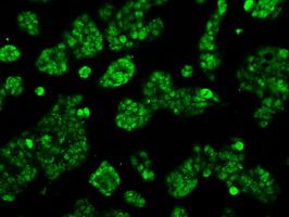 ACO2 / Aconitase 2 Antibody - Immunofluorescent staining of HepG2 cells using anti-ACO2 mouse monoclonal antibody.