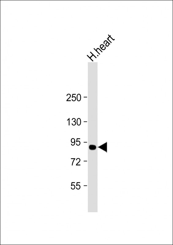 ACO2 / Aconitase 2 Antibody - Anti-ACO2 Antibody (Center) at 1:2000 dilution + human heart lysate Lysates/proteins at 20 µg per lane. Secondary Goat Anti-mouse IgG, (H+L), Peroxidase conjugated at 1/10000 dilution. Predicted band size: 85 kDa Blocking/Dilution buffer: 5% NFDM/TBST.