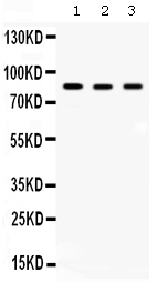 ACO2 / Aconitase 2 Antibody - Western blot - Anti-Aconitase 2 Picoband Antibody