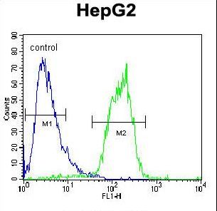 ACOT11 / THEA Antibody - ACOT11 Antibody flow cytometry of HepG2 cells (right histogram) compared to a negative control cell (left histogram). FITC-conjugated goat-anti-rabbit secondary antibodies were used for the analysis.