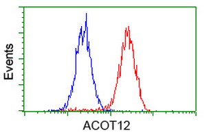 ACOT12 Antibody - Flow cytometry of HeLa cells, using anti-ACOT12 antibody (Red), compared to a nonspecific negative control antibody (Blue).