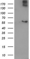 ACOT12 Antibody - HEK293T cells were transfected with the pCMV6-ENTRY control (Left lane) or pCMV6-ENTRY ACOT12 (Right lane) cDNA for 48 hrs and lysed. Equivalent amounts of cell lysates (5 ug per lane) were separated by SDS-PAGE and immunoblotted with anti-ACOT12.