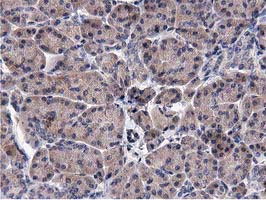 ACOT12 Antibody - IHC of paraffin-embedded Human pancreas tissue using anti-ACOT12 mouse monoclonal antibody.