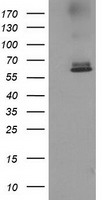 ACOT12 Antibody - HEK293T cells were transfected with the pCMV6-ENTRY control (Left lane) or pCMV6-ENTRY ACOT12 (Right lane) cDNA for 48 hrs and lysed. Equivalent amounts of cell lysates (5 ug per lane) were separated by SDS-PAGE and immunoblotted with anti-ACOT12.