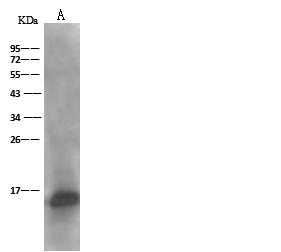 ACOT13 / THEM2 Antibody - Anti-THEM2 rabbit polyclonal antibody at 1:500 dilution. Lane A: 293 Whole Cell Lysate. Lysates/proteins at 30 ug per lane. Secondary: Goat Anti-Rabbit IgG (H+L)/HRP at 1/10000 dilution. Developed using the ECL technique. Performed under reducing conditions. Predicted band size: 15 kDa. Observed band size: 15 kDa.