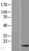 ACOT13 / THEM2 Protein - Western validation with an anti-DDK antibody * L: Control HEK293 lysate R: Over-expression lysate