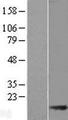 ACOT13 / THEM2 Protein - Western validation with an anti-DDK antibody * L: Control HEK293 lysate R: Over-expression lysate