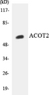 ACOT2 Antibody - Western blot analysis of the lysates from HepG2 cells using ACOT2 antibody.