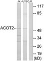 ACOT2 Antibody - Western blot analysis of lysates from Jurkat and HUVEC cells, using ACOT2 Antibody. The lane on the right is blocked with the synthesized peptide.