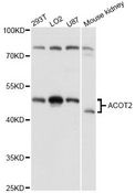 ACOT2 Antibody - Western blot analysis of extracts of various cell lines, using ACOT2 antibody at 1:3000 dilution. The secondary antibody used was an HRP Goat Anti-Rabbit IgG (H+L) at 1:10000 dilution. Lysates were loaded 25ug per lane and 3% nonfat dry milk in TBST was used for blocking. An ECL Kit was used for detection and the exposure time was 10s.