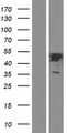 ACOT7 / BACH Protein - Western validation with an anti-DDK antibody * L: Control HEK293 lysate R: Over-expression lysate