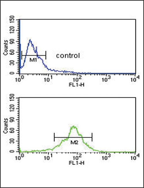 ACOT8 Antibody - ACOT8 Antibody flow cytometry of MDA-MB435 cells (bottom histogram) compared to a negative control cell (top histogram). FITC-conjugated goat-anti-rabbit secondary antibodies were used for the analysis.