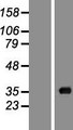 ACOT8 Protein - Western validation with an anti-DDK antibody * L: Control HEK293 lysate R: Over-expression lysate