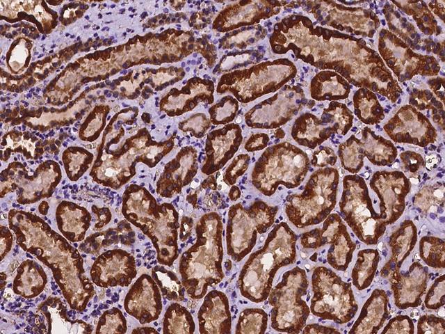 ACOT9 Antibody - Immunochemical staining of human ACOT9 in human kidney with rabbit polyclonal antibody at 1:100 dilution, formalin-fixed paraffin embedded sections.