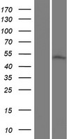 ACOT9 Protein - Western validation with an anti-DDK antibody * L: Control HEK293 lysate R: Over-expression lysate