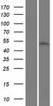 ACOT9 Protein - Western validation with an anti-DDK antibody * L: Control HEK293 lysate R: Over-expression lysate