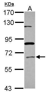 ACOX1 / ACOX Antibody - Sample (30 ug of whole cell lysate) A: HepG2 7.5% SDS PAGE ACOX1 antibody diluted at 1:500
