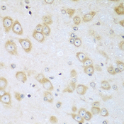 ACOX1 / ACOX Antibody - Immunohistochemistry of paraffin-embedded mouse brain tissue.
