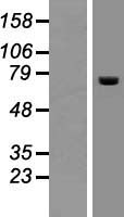 ACOX2 Protein - Western validation with an anti-DDK antibody * L: Control HEK293 lysate R: Over-expression lysate